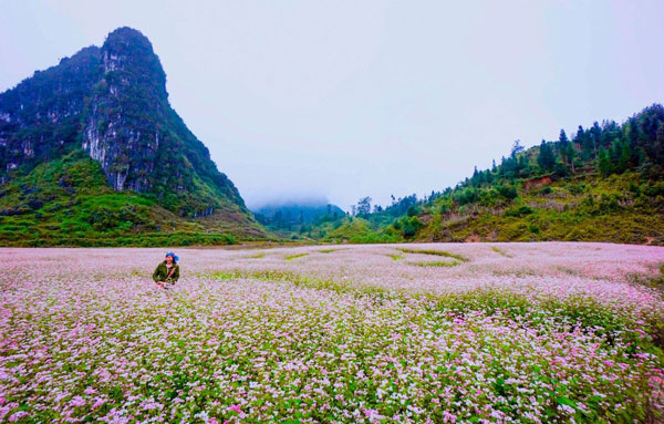 Du lịch Hà Giang tháng 10: Đi giữa mùa vàng và sắc hoa đầu thu